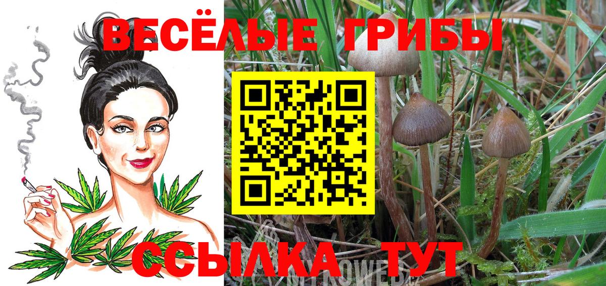 Псилоцибиновые грибы Cubensis  Старая Купавна 